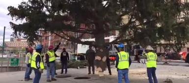 Tree from Cicero-North Syracuse High School is Syracuse City's Christmas Tree